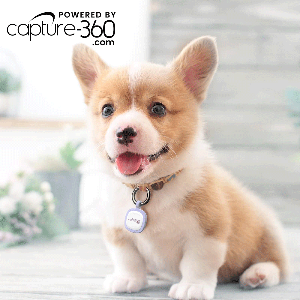 Capture 360 Silent Silicone Smart Pet ID Tag - With NFC & QR Code technology - CAPTURE360 CAPTURE360